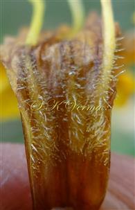  Base of filaments-densely pubescent